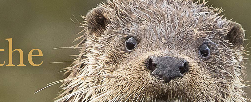 The Secret Life of Otters