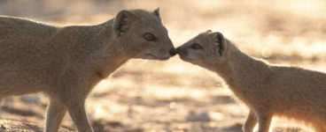 The Social Lives of Mongooses