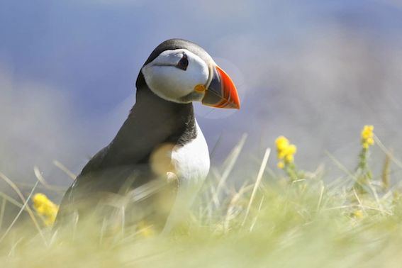 Puffin