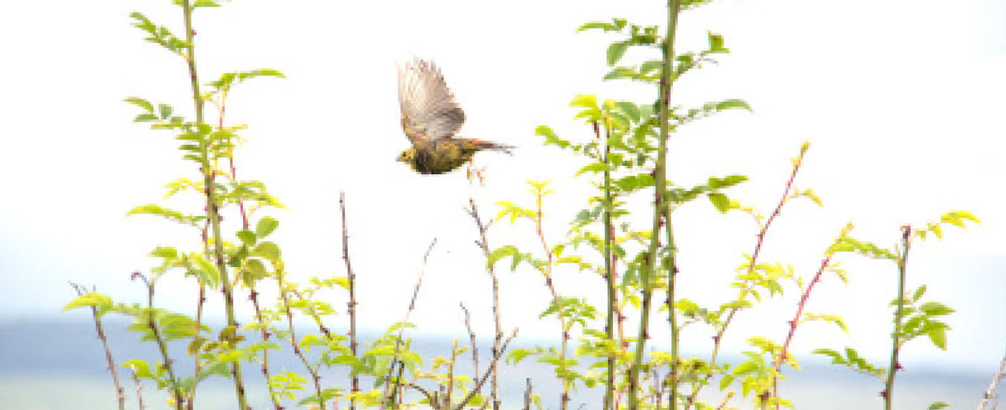 A Scots Dictionary of Nature