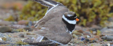 The Particular Appeal of Shorebirds